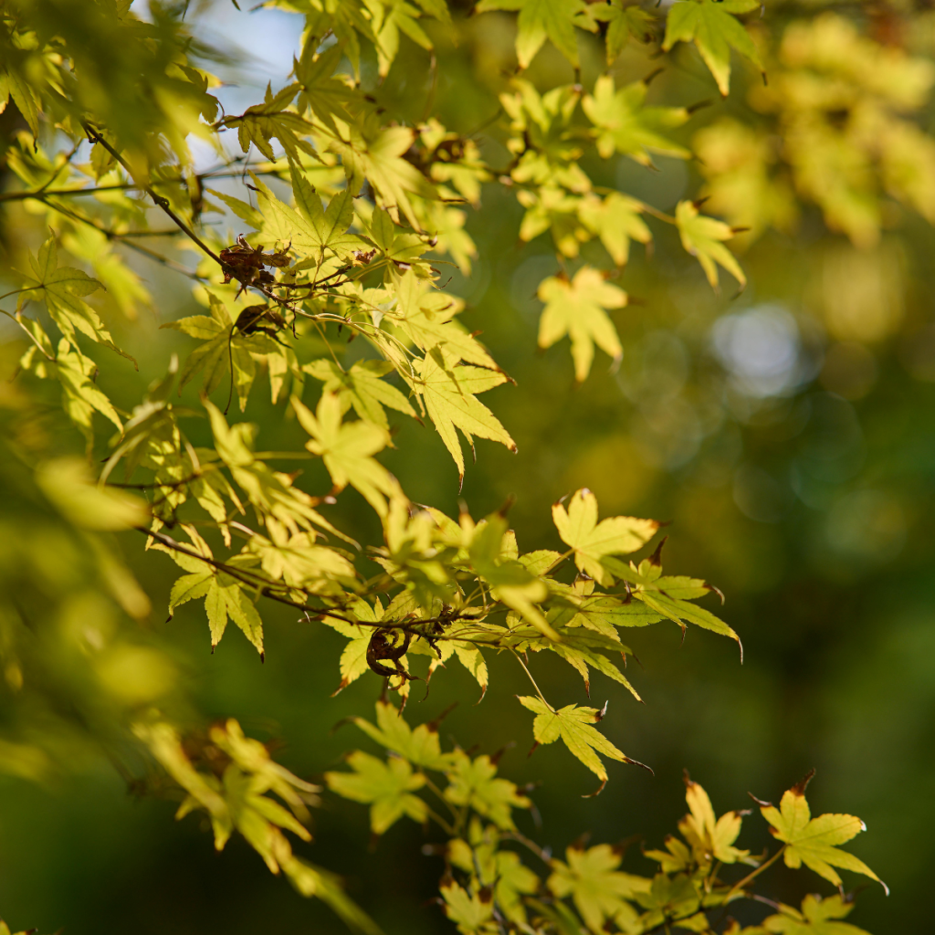 Środowisko pod lupą – artykuł o prawie do informacji, obowiązkach organów i zasadach udostępniania danych środowiskowych.