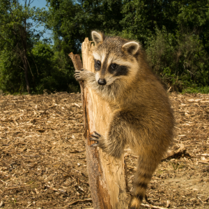Projekt polskiej ustawy EUDR wreszcie się pojawił.