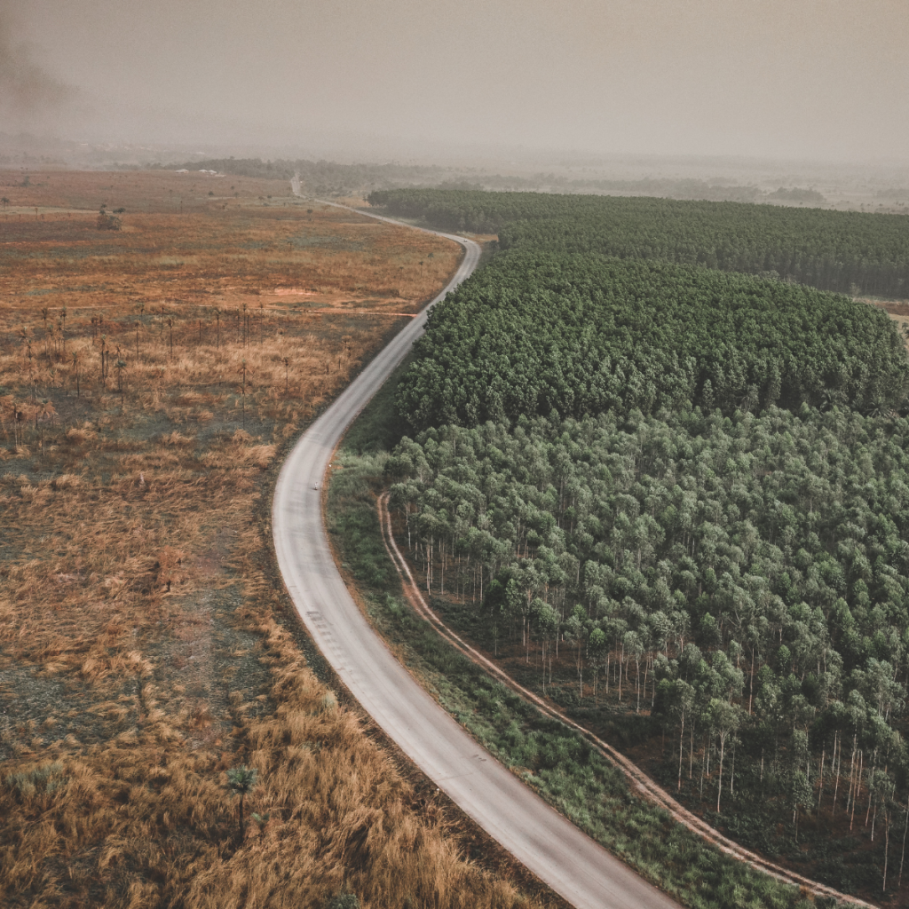 Projekt polskiej ustawy EUDR wreszcie się pojawił.